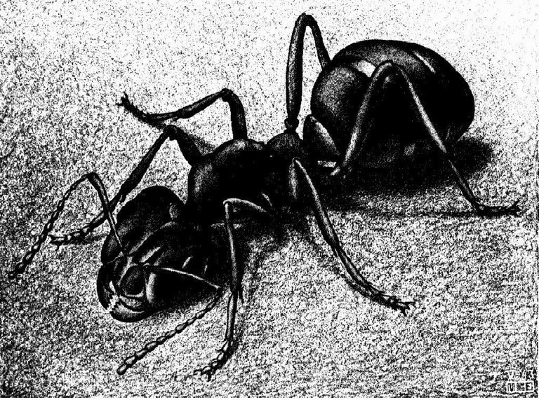 Insectos sobre unha superficie cinzenta
