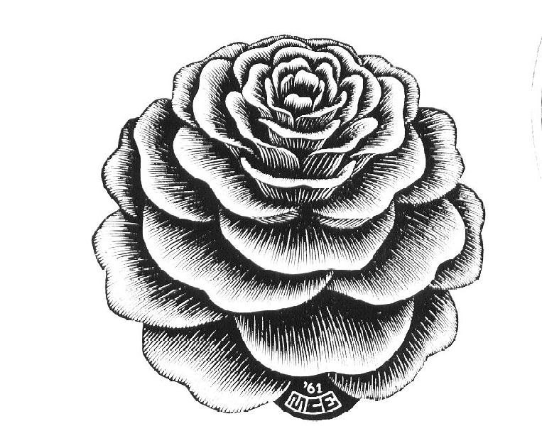 गुलाब का पौधा