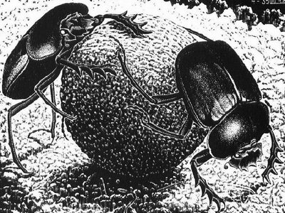 Black beetles with sharp legs