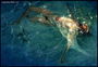 Κορίτσι με διαφανή καλύμματα στο νερό. Ασημένια σκιά από το ηλιακό φως
