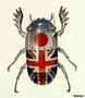 Beetle plieno Amerikos vėliavos modeliui ant nugaros
