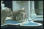 Статуи слонов и тигра при входе в казино