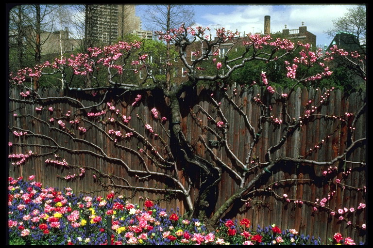 La floració d\'arbres de cirerer en els parcs de Nova York