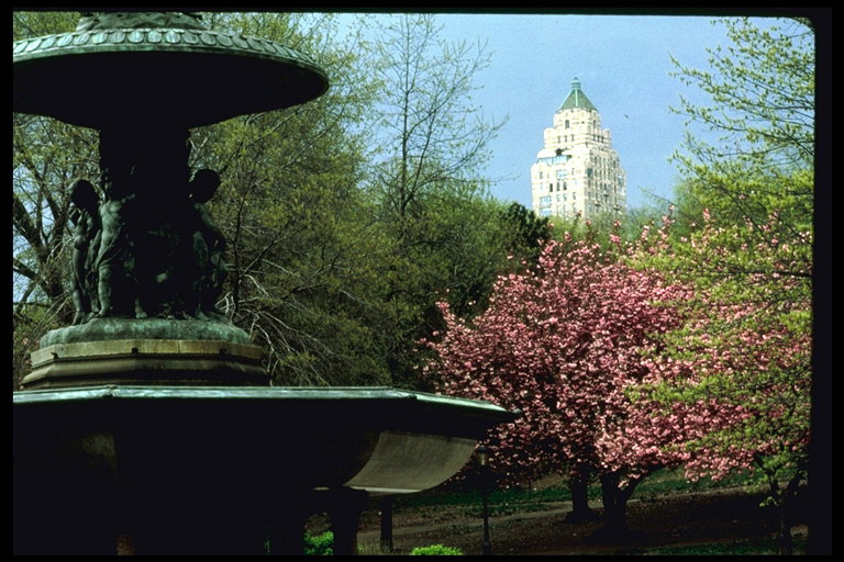 Różowy kwitnienia drzew w parku w Nowym Jorku