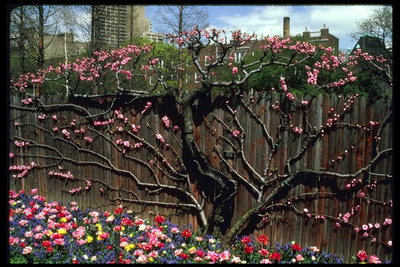 Berbunga pohon ceri di taman New York