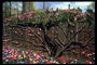 Blomstrende kirsebærtræer i parkerne i New York