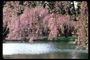 Japán cseresznye Sakura - cseresznye virágai a New York-i parkban