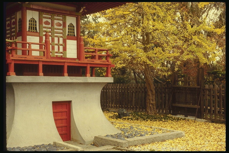 Осыпание жёлтого цвета декоративного дерева на территории музея