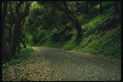 Дорога через лес