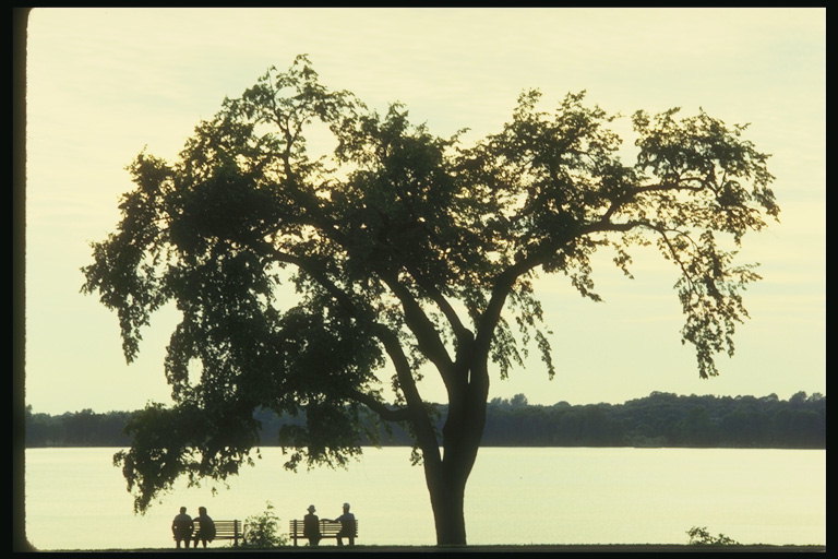 झील के पास एक पेड़ है. झील ओंटारियो पर बेंच पर बैठे जोड़ों बार शाम