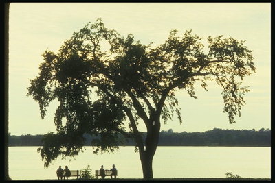V bližini jezera leži drevo. Na napravi na jezeru Ontario seji parov zvečer krat