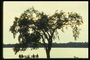 Près du lac s\'étendait arbre. Sur le banc au bord du lac Ontario siégeant couples Evening Times