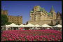 Фотография моря красных тюльпанов в североамериканской столице
