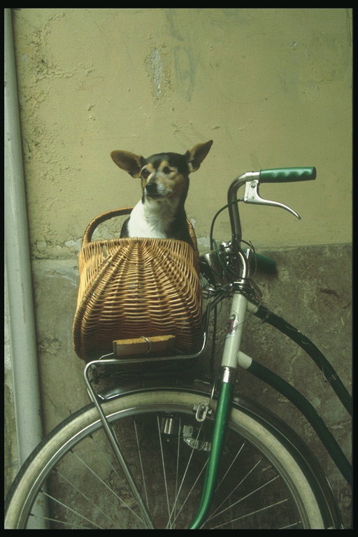 Собака сидит в корзине велосипеда