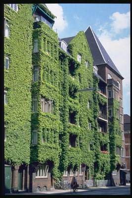 Стены домов обвиты зелёными растениями