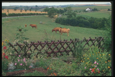Коровы на лужайке