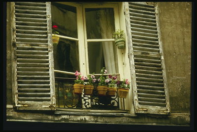 Старые окна и горшки с цветами