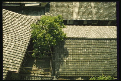 Дерево среди серых крыш домов