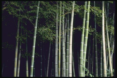 Стволы деревьев бамбука