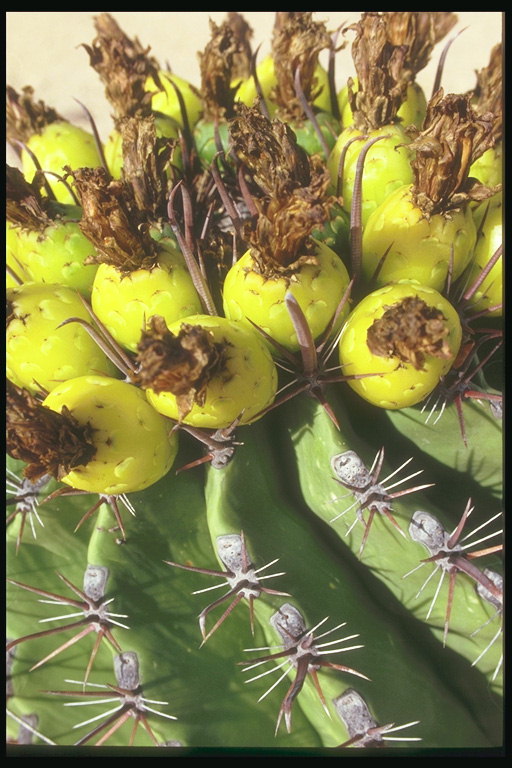 Cactus hedelmät sitruuna kirkkaat värit houkuttelevat lintuja