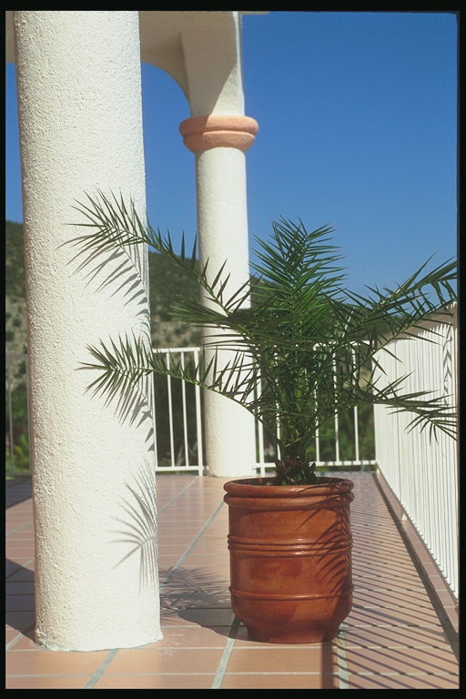 Южное растение растущее в кадке на балконе загородного дома