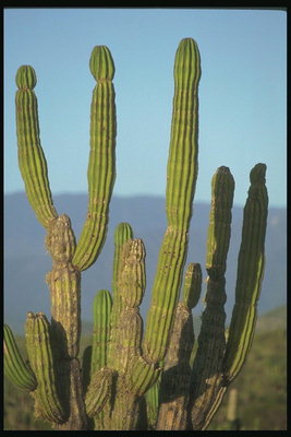В пустыни кактусы вырастают огромных размеров при небольших осадках