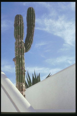 Гигантский кактус - символ мексиканских прерий