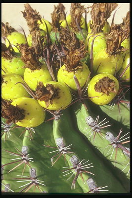 Cactus froito de limón cores brillantes para atraer aves
