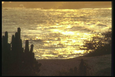 ภาพของพระอาทิตย์ตกดินสีทองบนดินเม็กซิกัน