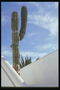 Гигантский кактус - символ мексиканских прерий