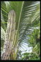 Гигантский кактус и пальмовые листья получают хороший уход в парке