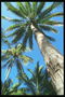 Фотография кокосовой пальмы из земли демонстрирует красоту дерева