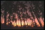 Красный закат солнца просвечивается сквозь ряд пальм