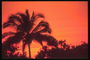 Раскинувшаяся пальма на фоне красного заката на горизонте