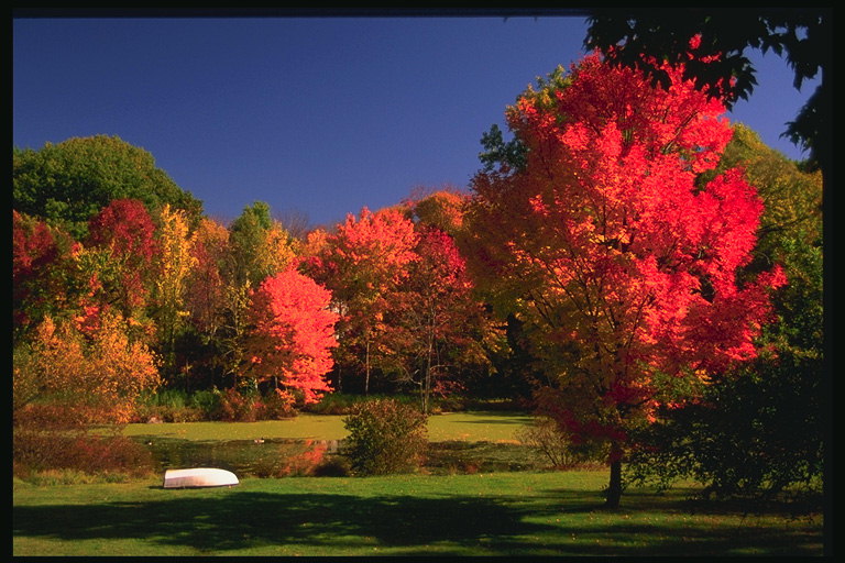 秋季景观。 火树