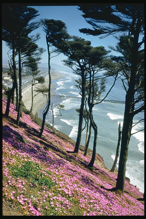 斜坡粉红色。 海岸