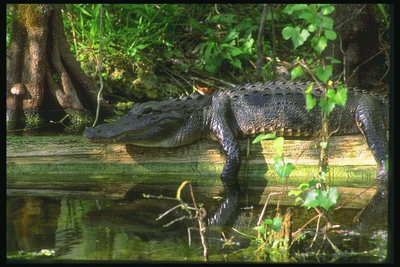Crocodile on the log
