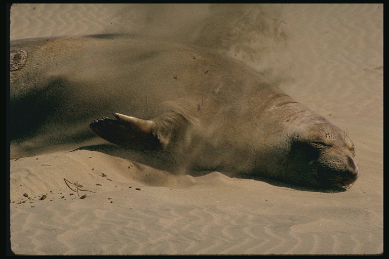 Тюлень отдыхает на песке
