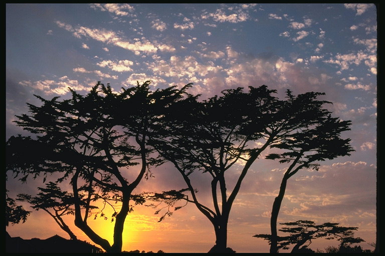 Деревья на побережье. Закат солнца