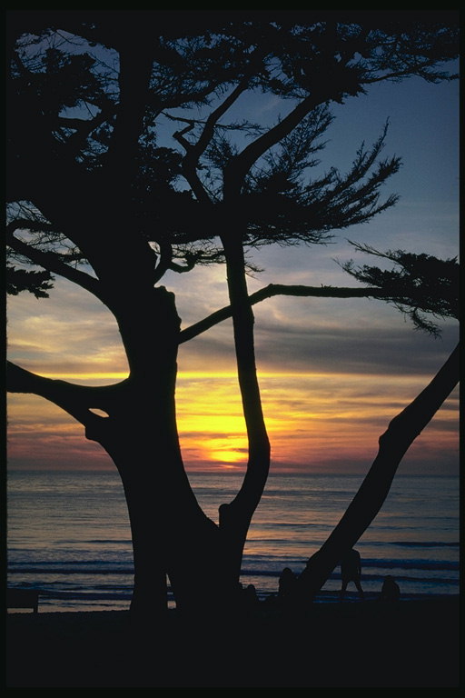 Дерево на берегу моря. Закат солнца
