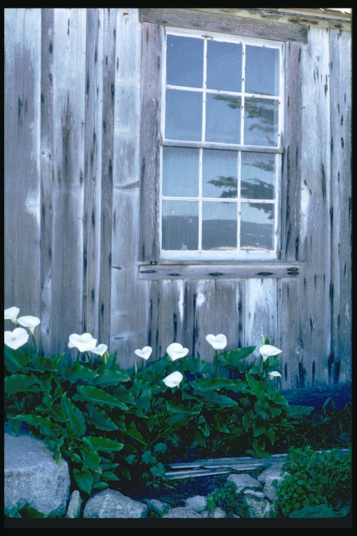 Стена дома с белыми цветами