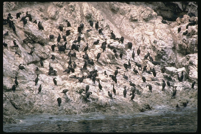 Стая чёрных птиц на склоне скалы