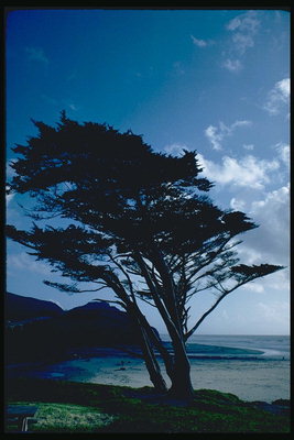 Дерево на берегу океана