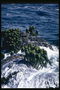 Морские водоросли на берегу