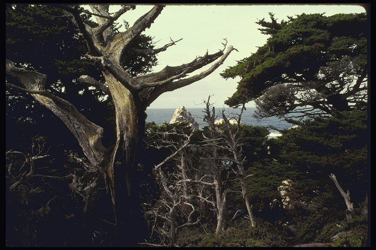 Калифорния. Деревья у моря