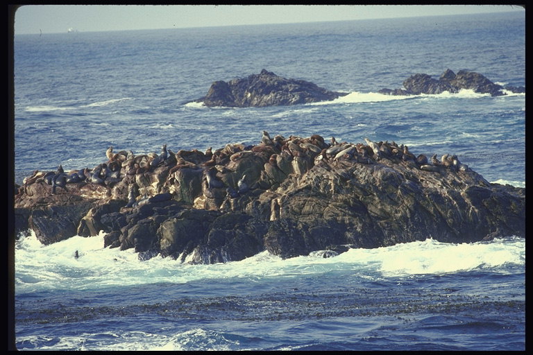Каменные птичьи острова на середине океана