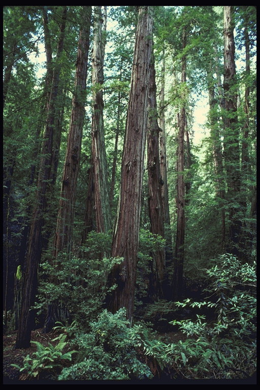 Калифорнийский лес