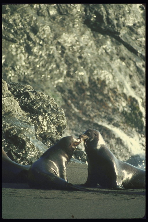 Два моржа на берегу