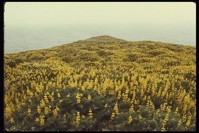 Geltona gėlės ant kalno