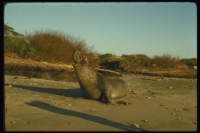 Ocean Beach. Walrus op de wal